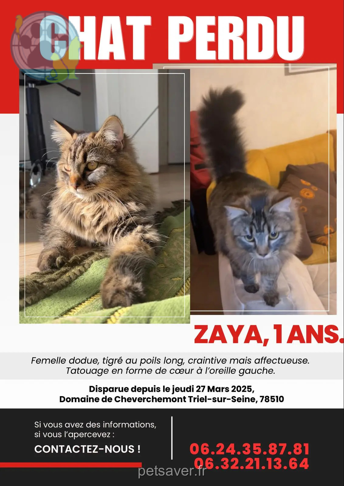 cat lost 78510 Triel-sur-Seine Zaya cat lost 78510 Triel-sur-Seine Zaya