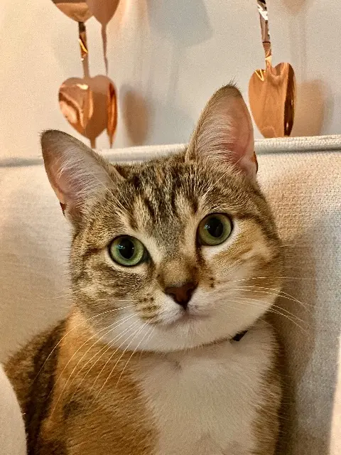 chatte lost   78610 Le Perray-en-Yvelines Zoé