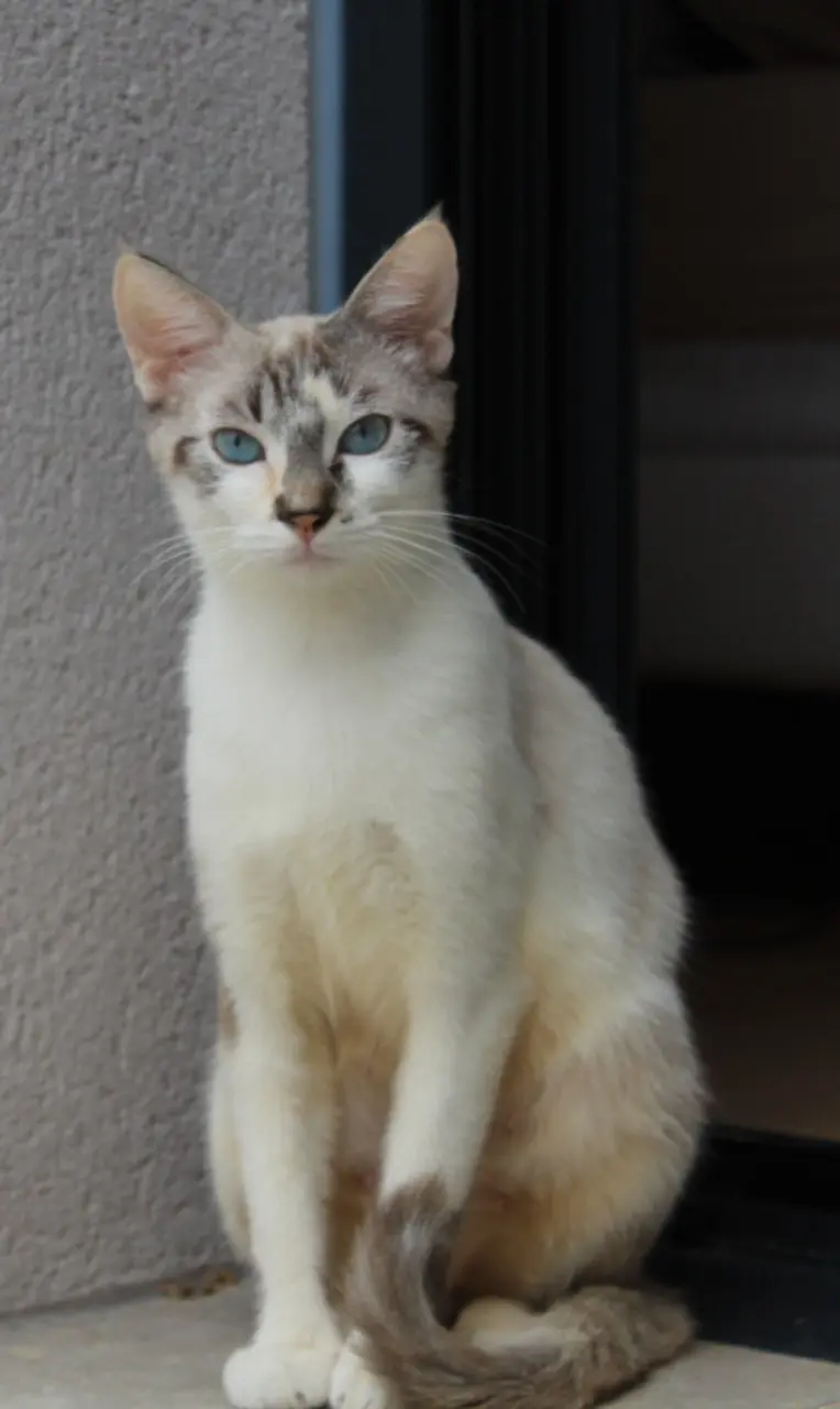 Chatte Perdue 78 Yvelines