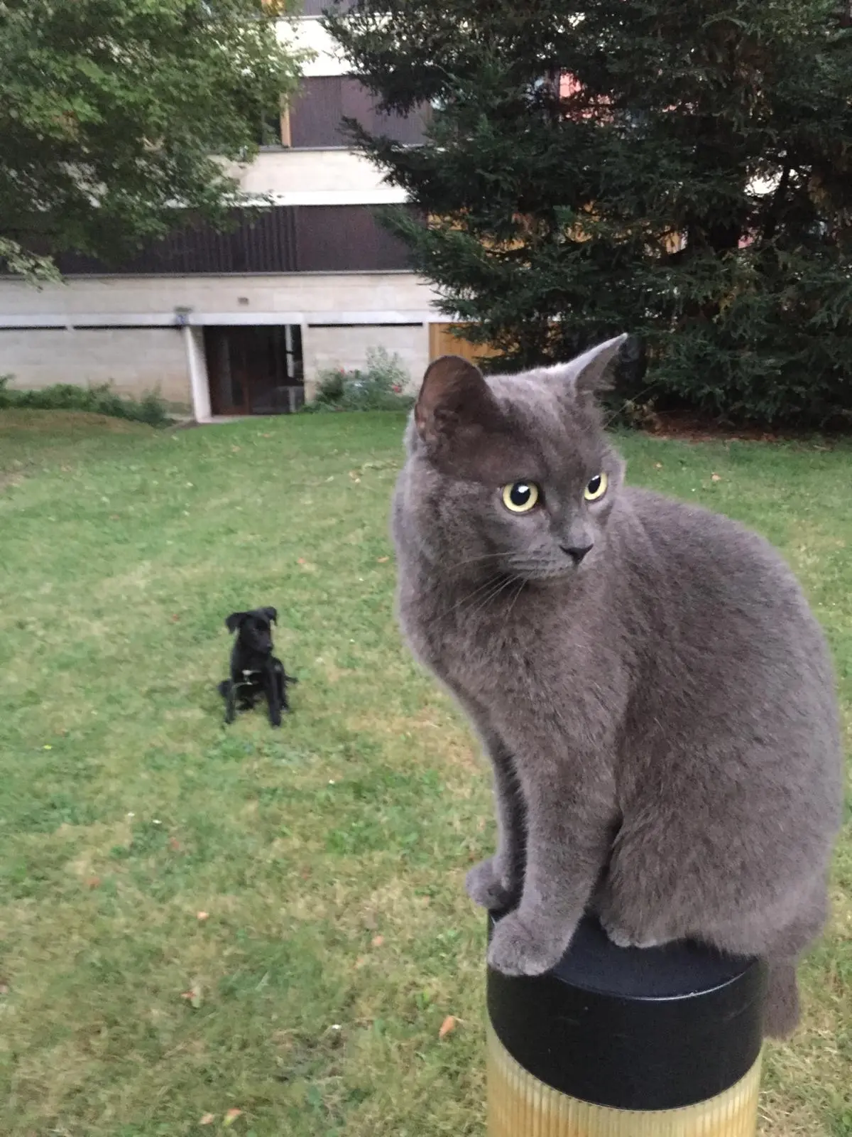 Chatte Perdue 78 Yvelines Chatte Perdue 78 Yvelines