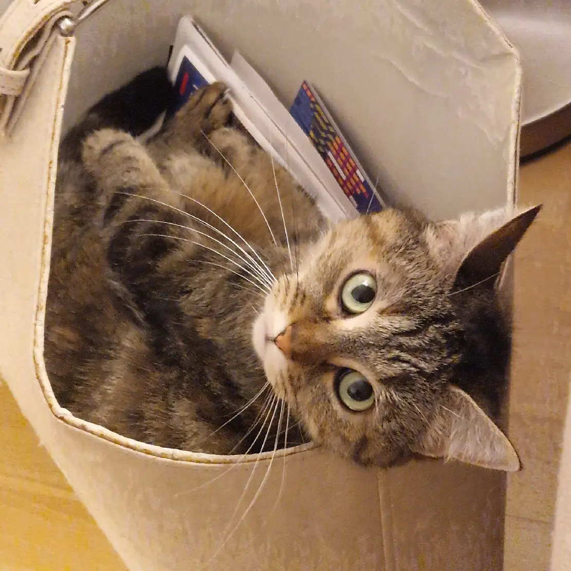 Chatte Perdue 78 Yvelines Chatte Perdue 78 Yvelines