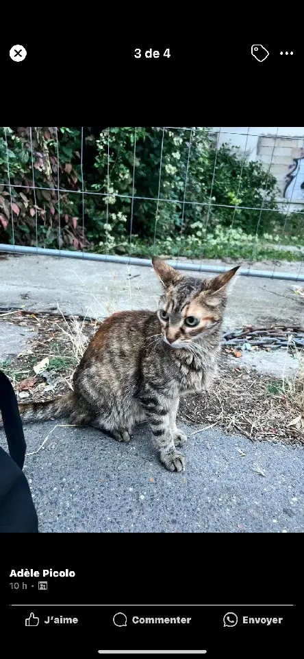 Chatte Perdue 78 Yvelines Chatte Perdue 78 Yvelines