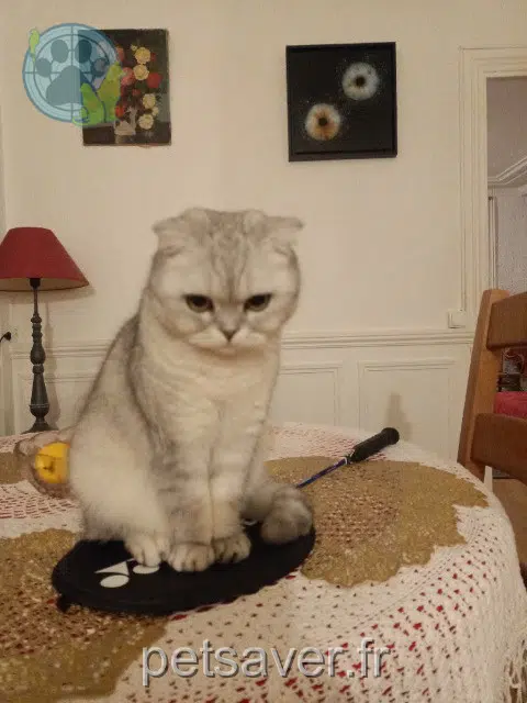 chatte lost   78200 Мант-ла-Жоли Chanel