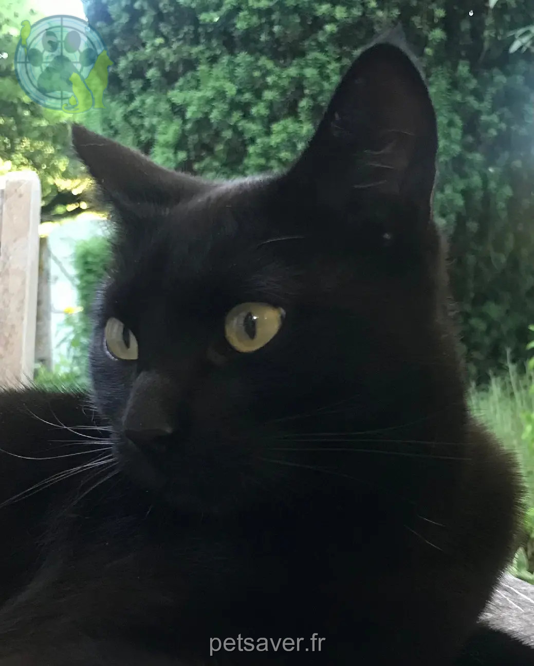 Chatte Perdue 79 Deux-Sèvres Chatte Perdue 79 Deux-Sèvres