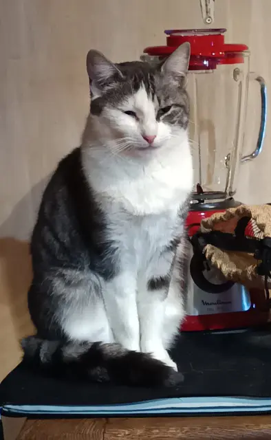 chatte lost   79150 Argentonnay Neko