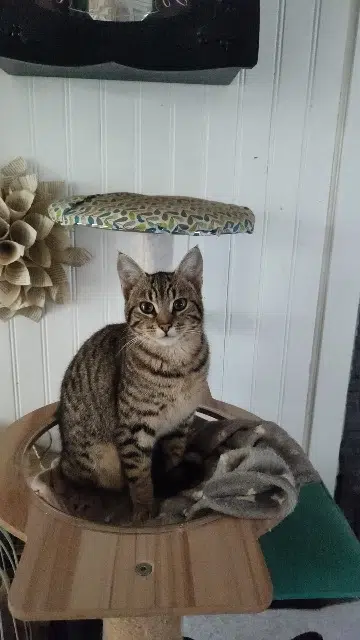 kat vermist 79800 La Mothe-Saint-Héray Atchoum kat lost 79800 La Mothe-Saint-Héray Atchoum