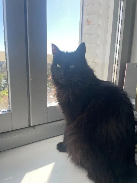 chatte lost   79100 Thouars Athéna