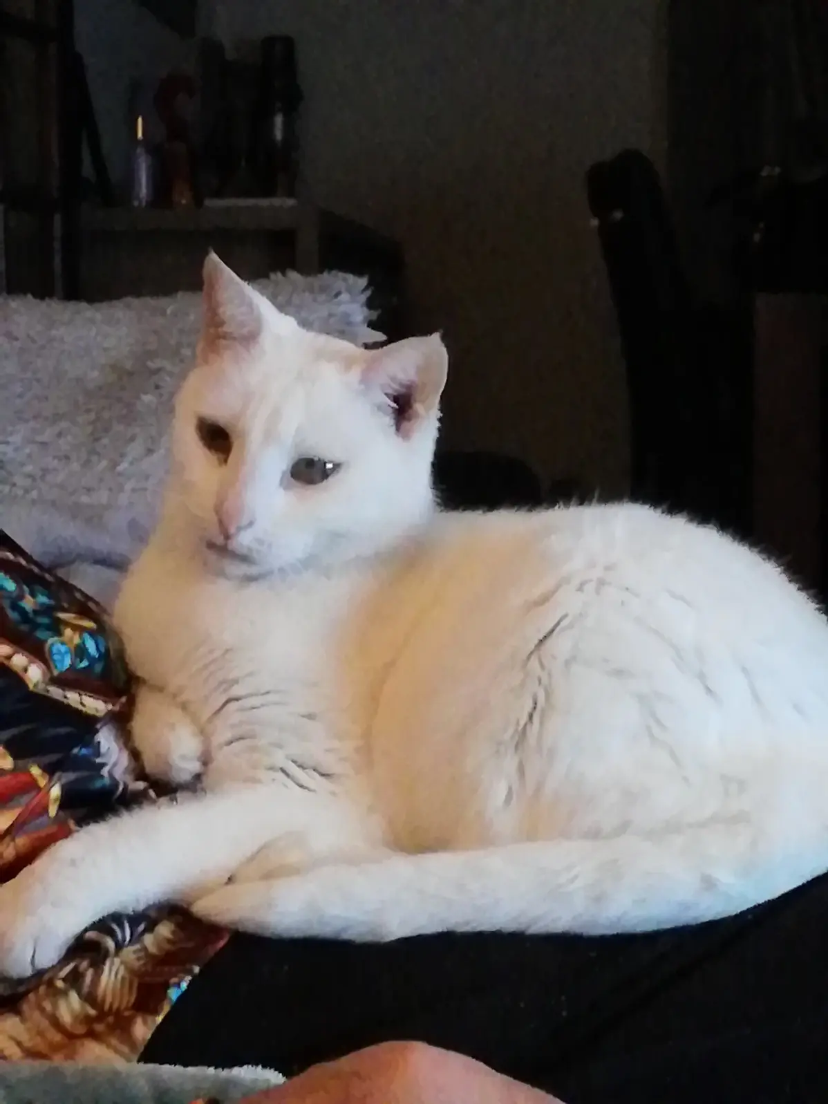 Chatte Perdue 79 Deux-Sèvres Chatte Perdue 79 Deux-Sèvres