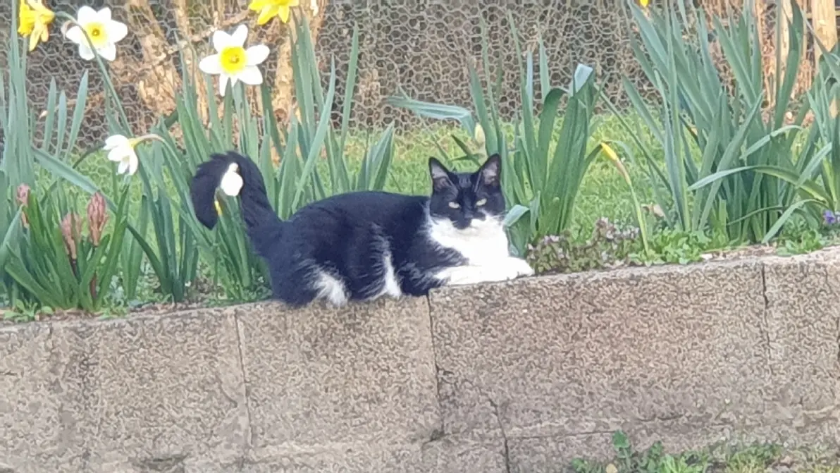 Chatte Perdue 79 Deux-Sèvres - Caline Chatte Perdue 79 Deux-Sèvres - Caline
