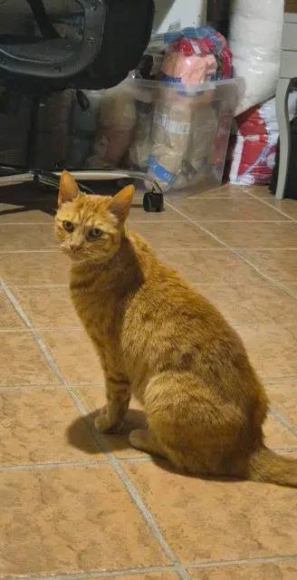 chatte lost   79360 Beauvoir-sur-Niort Caramelle