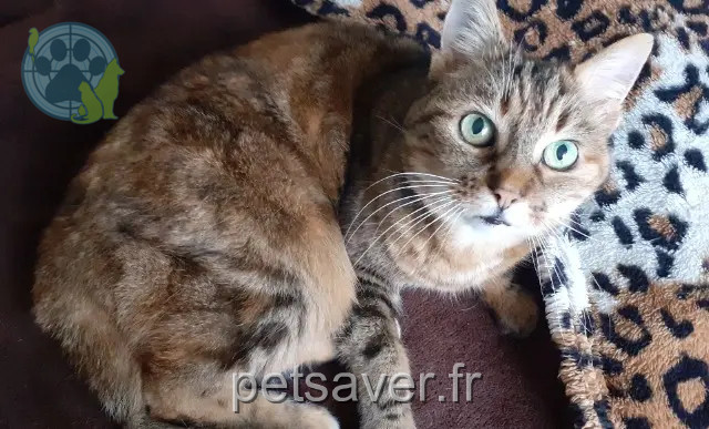cat lost 79210 Le Bourdet Chachat cat lost 79210 Le Bourdet Chachat