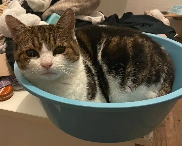 chatte lost   79800 Sainte-Eanne Destinez