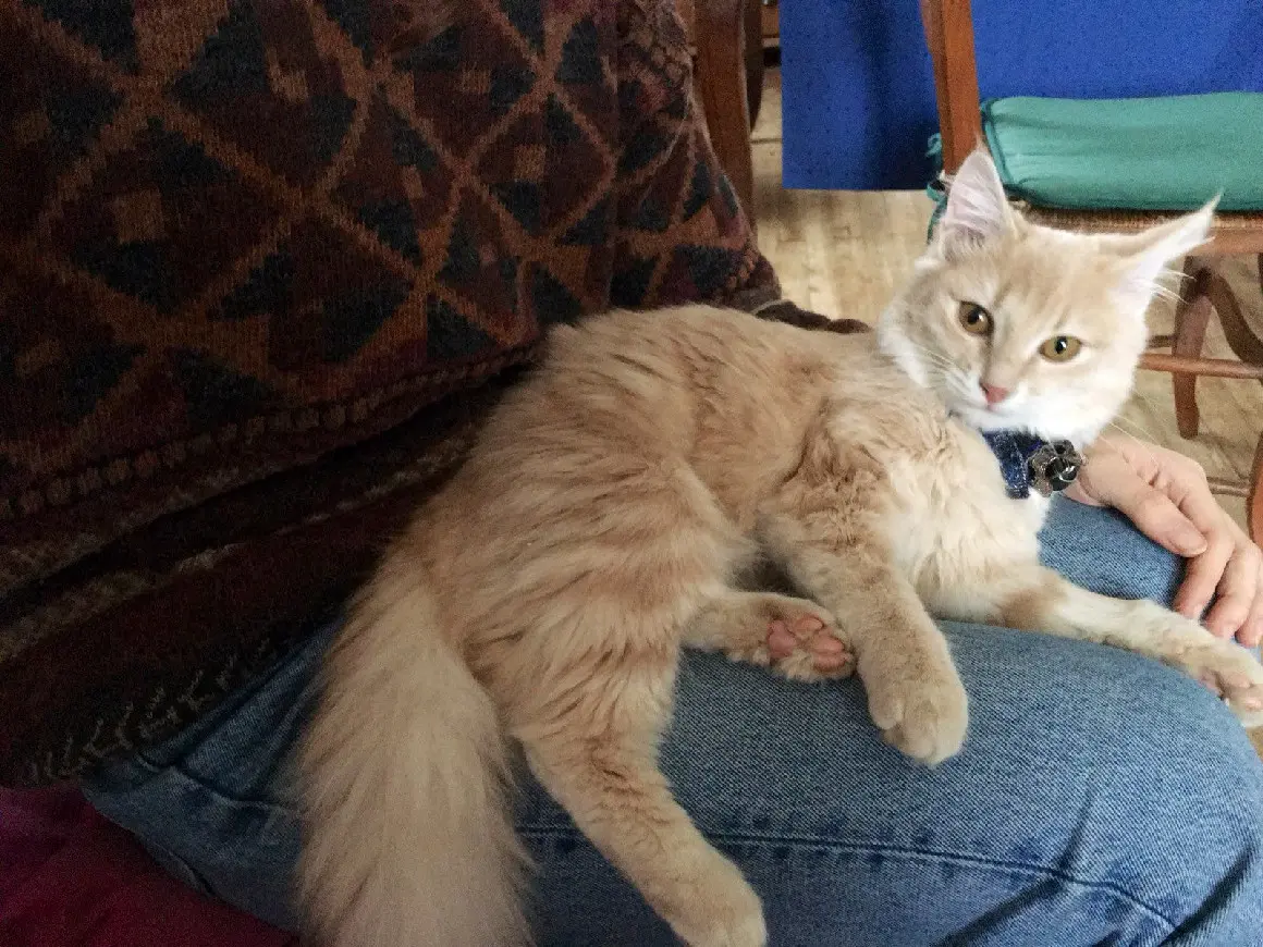 Chatte Perdue 79 Deux-Sèvres Chatte Perdue 79 Deux-Sèvres