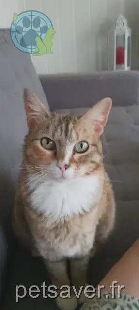 chatte lost   79000 Niort Fiona