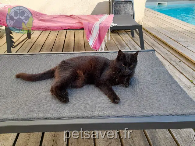 chatte lost   79000 Niort Folie