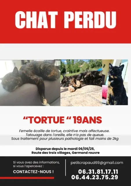chatte lost   79220 Germond-Rouvre Tortue