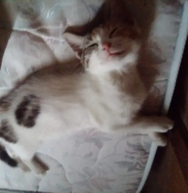 chatte lost   79000 Niort Gipsy