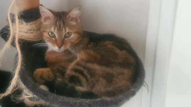 chatte lost   79000 Niort Happy