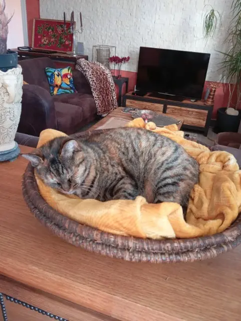 chatte lost   79000 Niort Holly