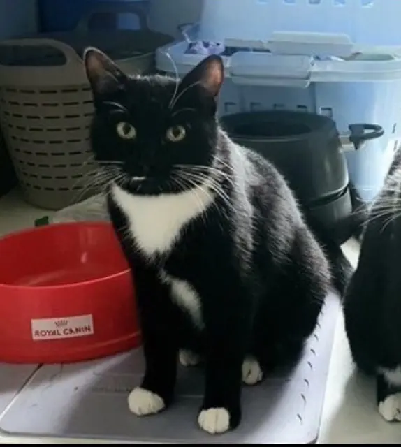 chatte lost   79000 Niort Hope