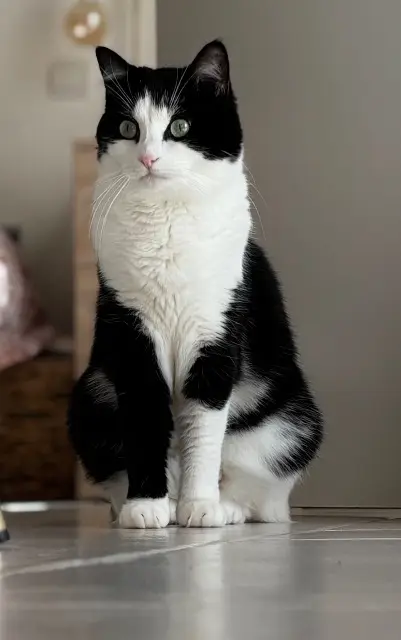 chatte lost   79180 Chauray Huguette