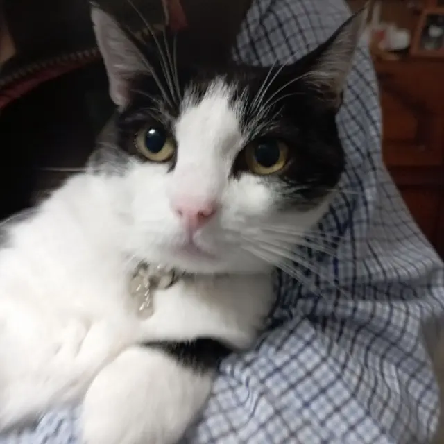 chatte lost   79000 Niort Isis