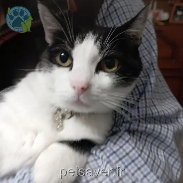 gata perdida 79000 Niort Isis gata lost 79000 Niort Isis