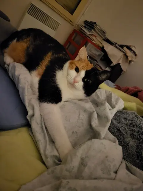 chatte lost   79270 Épannes Karma