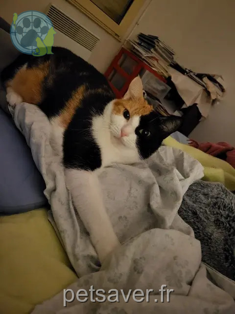 chatte perdue 79270 Épannes Karma chatte lost 79270 Épannes Karma