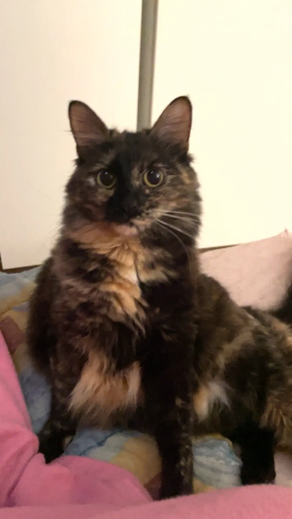 Chatte Perdue 79 Deux-Sèvres - Leli Chatte Perdue 79 Deux-Sèvres - Leli