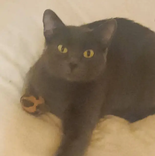 chatte lost   79290 Loretz-d'Argenton Calypso