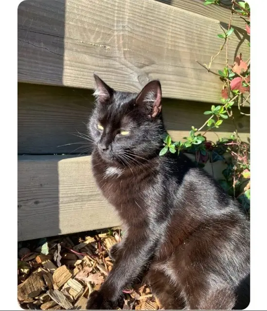 chatte lost   79700 Saint-Amand-sur-Sèvre Lyly