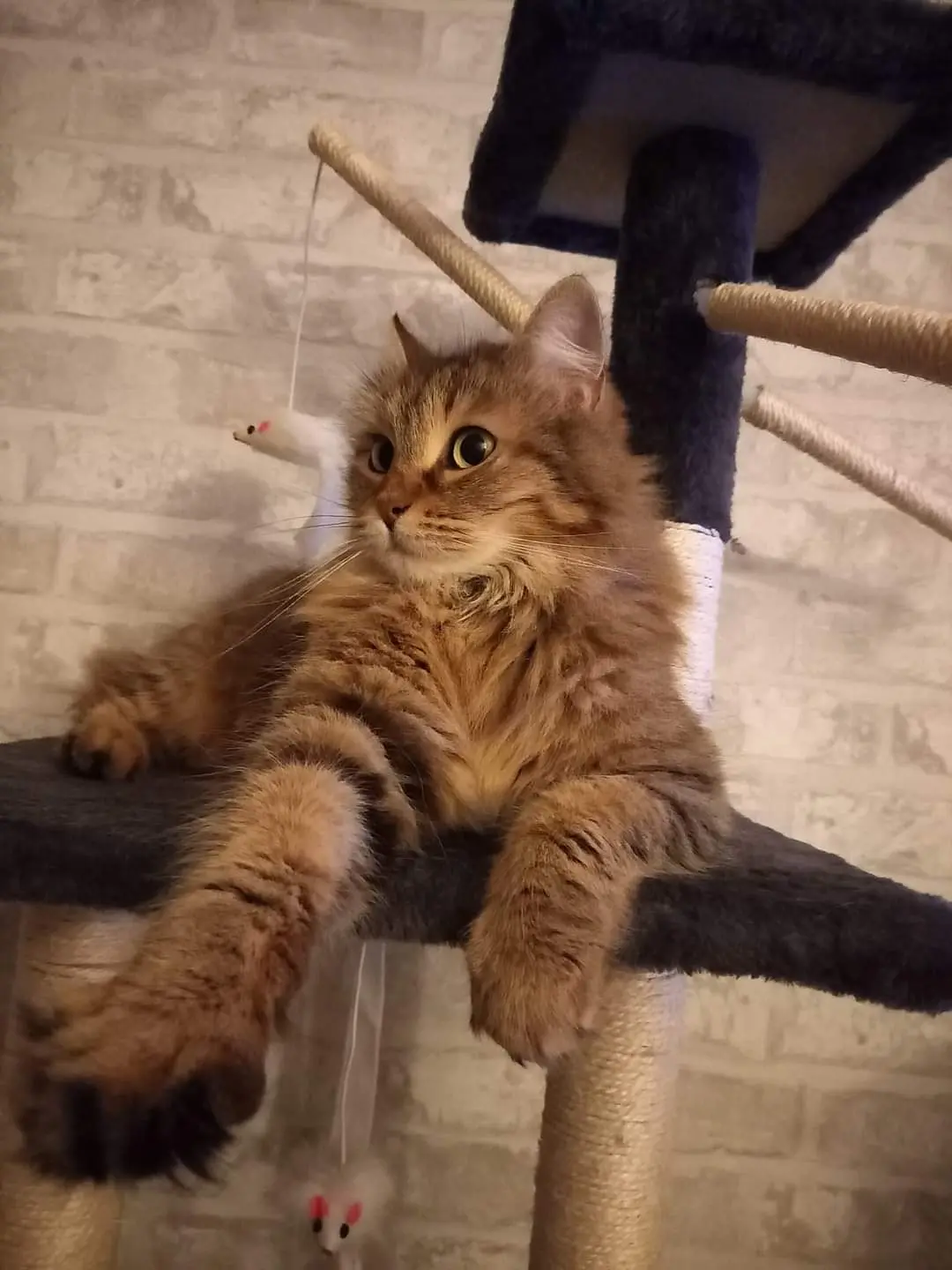 Chatte Perdue 79 Deux-Sèvres Maisonnay Chatte Perdue 79 Deux-Sèvres Maisonnay