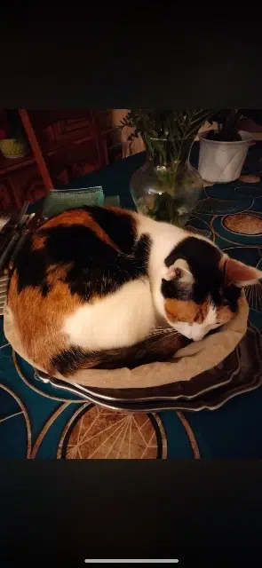 chatte lost   79140 Cerizay Maya