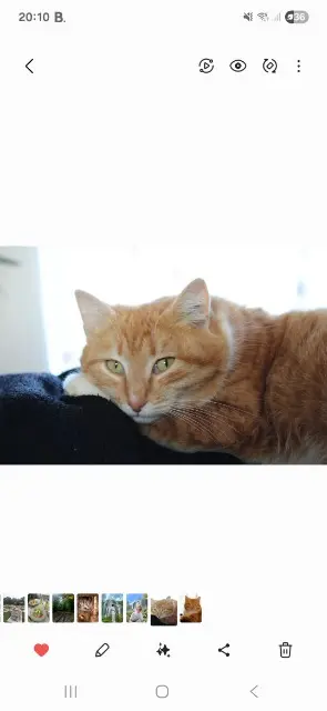 cat lost 79100 Louzy Mimi cat lost 79100 Louzy Mimi