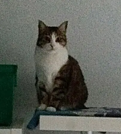 Chatte Perdue 79 Deux-Sèvres - Minette Chatte Perdue 79 Deux-Sèvres - Minette