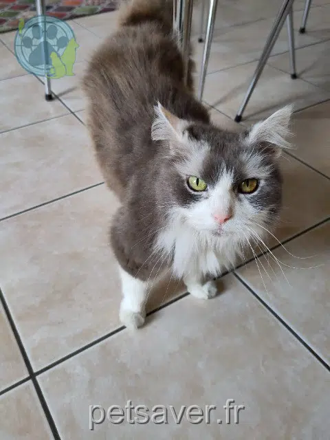 kat vermist 79130 Le Retail Minette kat lost 79130 Le Retail Minette