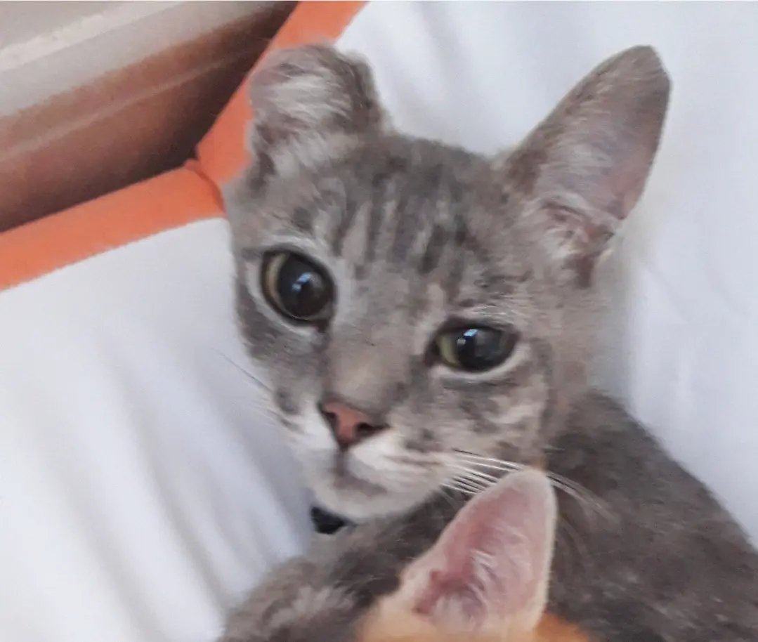 Chatte Perdue 79 Deux-Sèvres - Miracle Chatte Perdue 79 Deux-Sèvres - Miracle