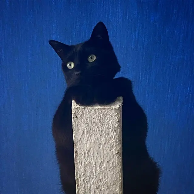 chatte lost   79000 Niort Moon