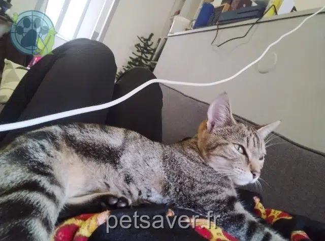 Katze vermisst 79000 Niort Laïka Katze lost 79000 Niort Laïka