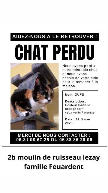 chatte lost   79120 Lezay Oups