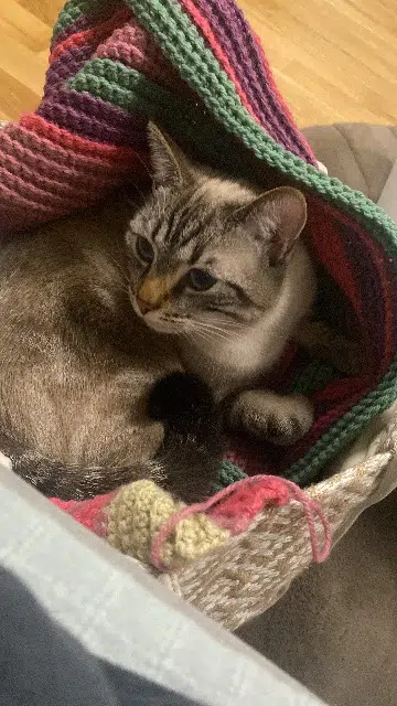 chatte lost   79000 Niort Padmé