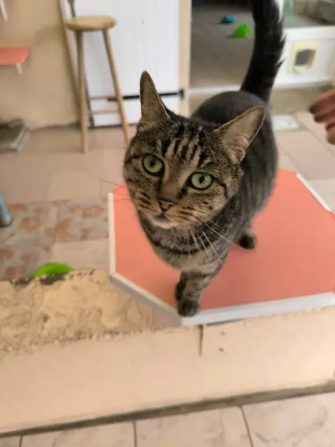 chatte lost   79200 Parthenay Papouille