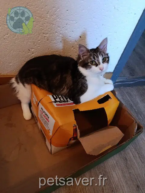 Katze lost   79140 Cirières Plumette