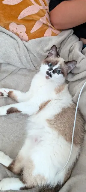 chatte lost   79410 Cherveux Powder