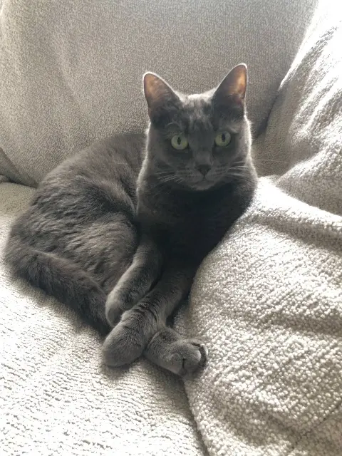 chatte lost   79210 Mauzé-sur-le-Mignon Ravel