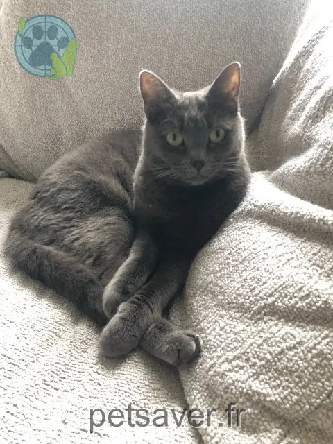 chatte perdue 79210 Mauzé-sur-le-Mignon Ravel chatte lost 79210 Mauzé-sur-le-Mignon Ravel