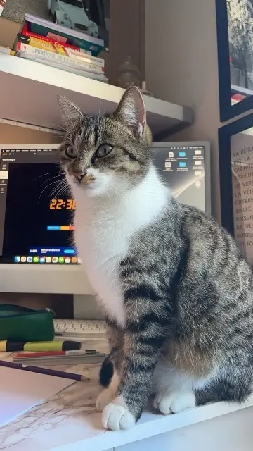 chatte lost   79230 Prahecq Risette