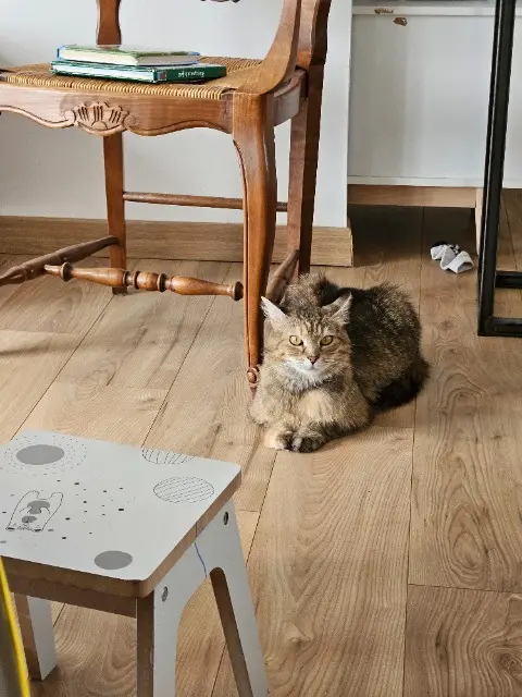 chatte lost   79270 Saint-Symphorien Robine