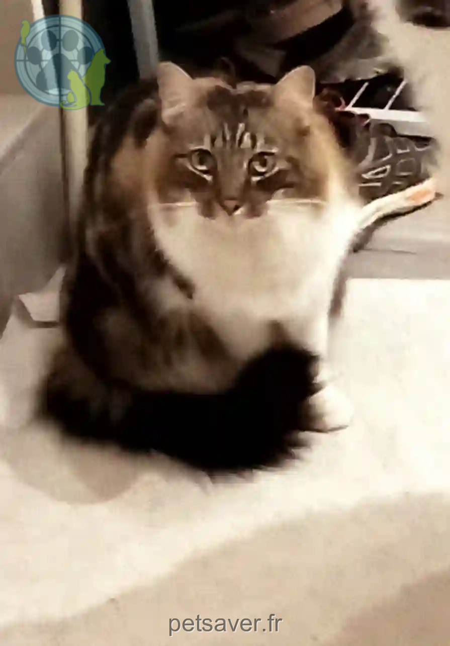 Chatte Perdue 79 Deux-Sèvres - Romine Chatte Perdue 79 Deux-Sèvres - Romine